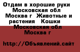 Отдам в хорошие руки - Московская обл., Москва г. Животные и растения » Кошки   . Московская обл.,Москва г.